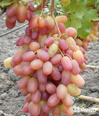 Саженцы столового винограда и ежевики