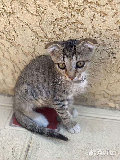 Котята. Девочки. Дагестан. регионыВ добрые ручки