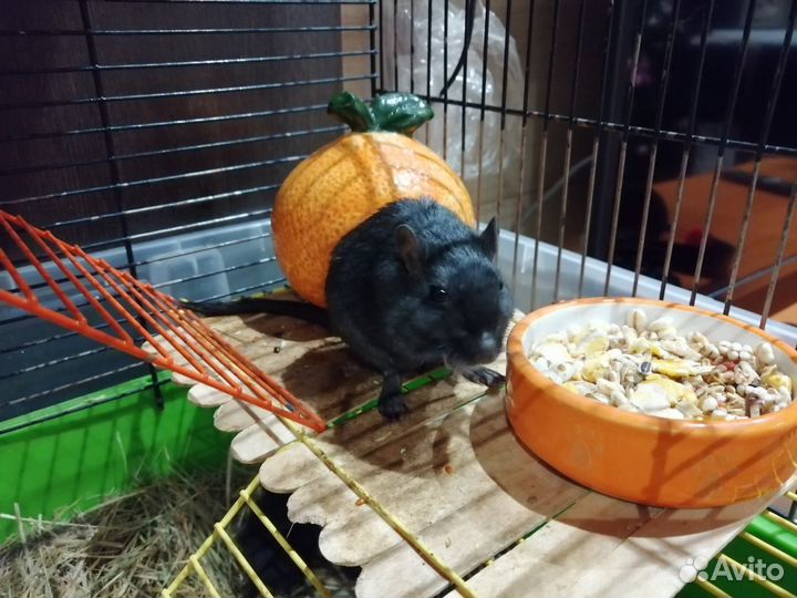 Мышь песчанка