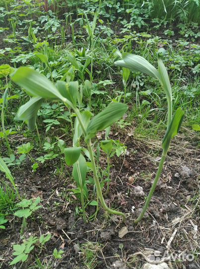 Купена садовая