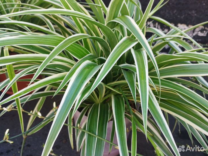 Цветы комнатные, хлорофитум, молочай, золотой ус