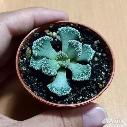 Кактусы и суккуленты