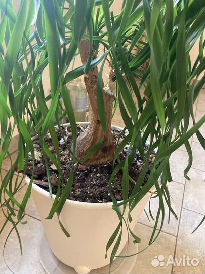 Бокарнея нолина (бутылочная пальма)