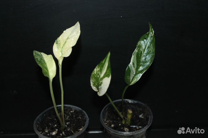 Эпипремнум из домашней коллекции