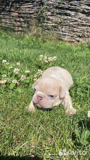 Нью шейд мерле француз