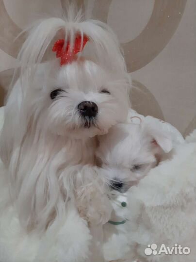 Мальтезе. Микро мальчик. Мальтийская болонка