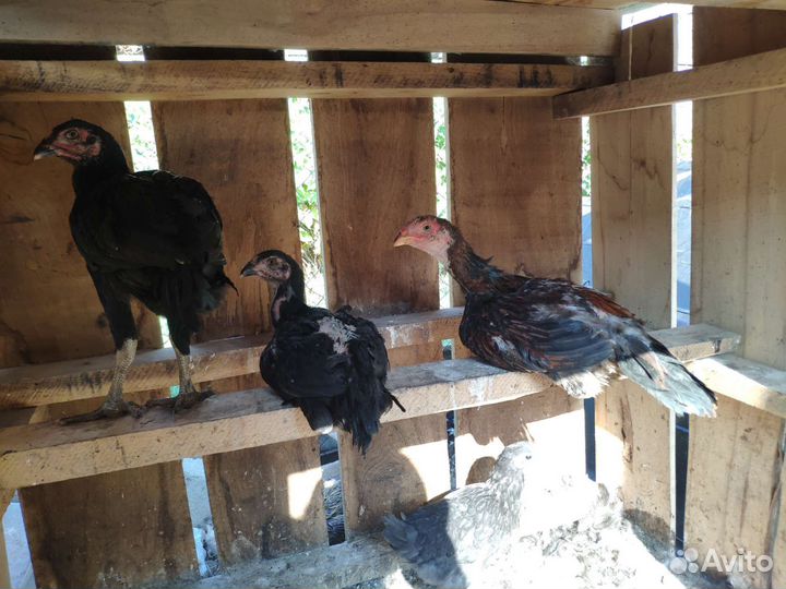 Бойцовые петухи