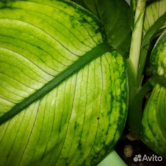 Диффенбахия