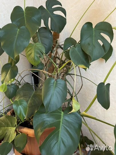 Комнатные растения Монстера