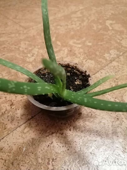 Комнатные цветы набор из 10 цветов