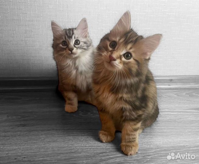 Котята Курильский бобтейл