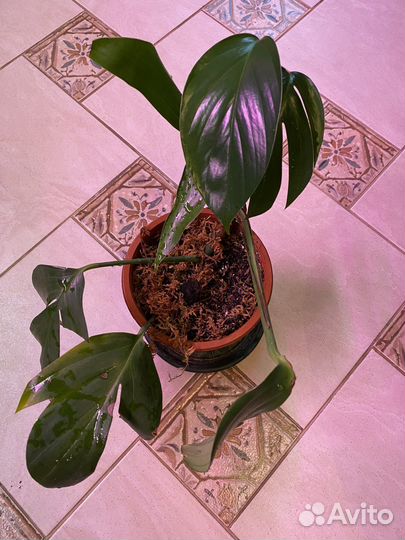 Эпипремнум dragon tail