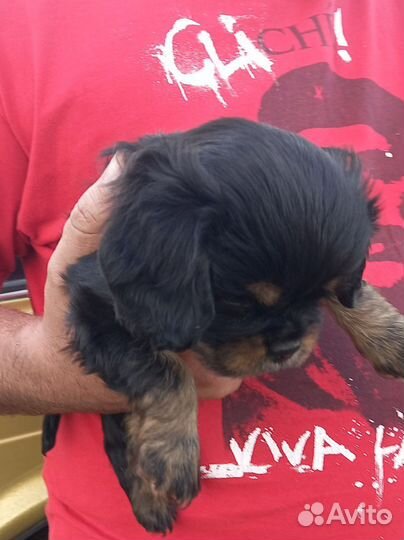 Кавалер кинг чарльз спаниель щенки