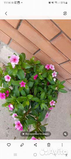 Катарантус