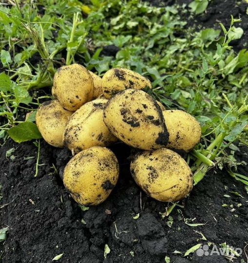 Картофель 2023