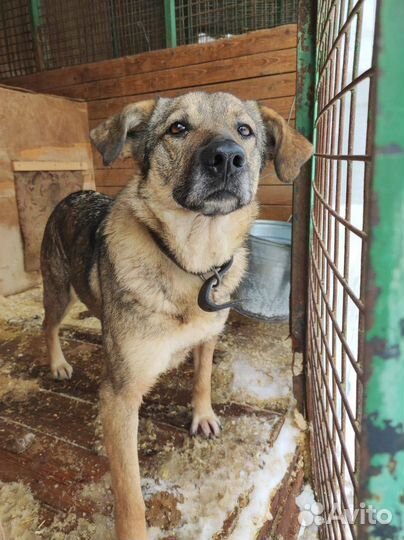 Боня оказалась в приюте