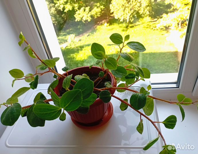 Цветок комнатный пеперомия