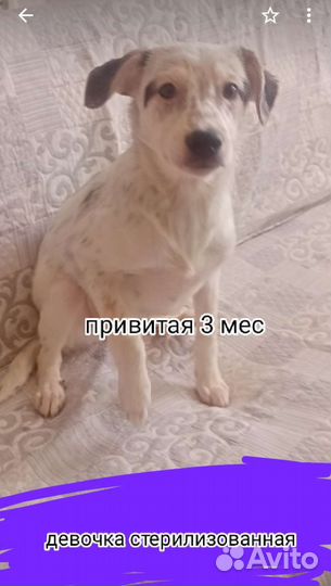 Щенки собачки