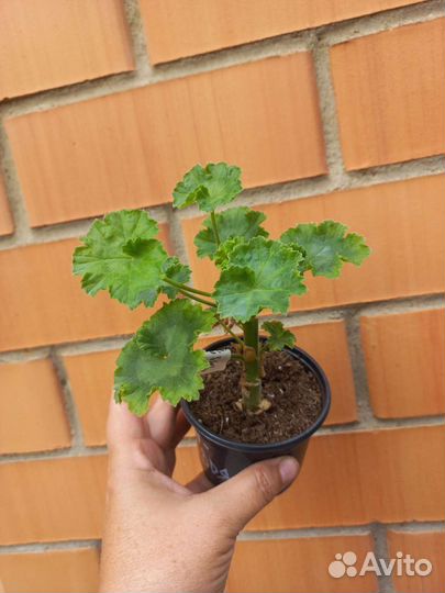 Пеларгония герань