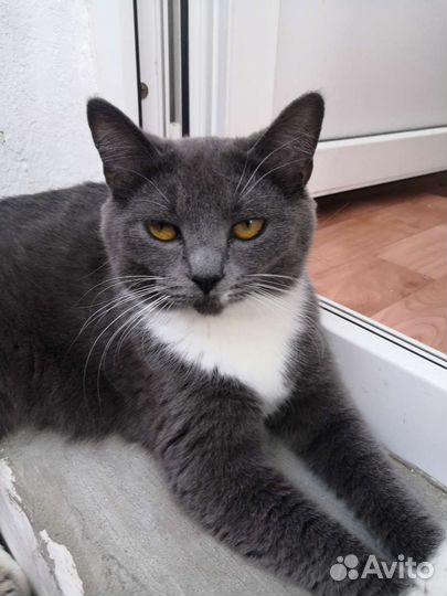 Кошки, коты, котята в добрые руки