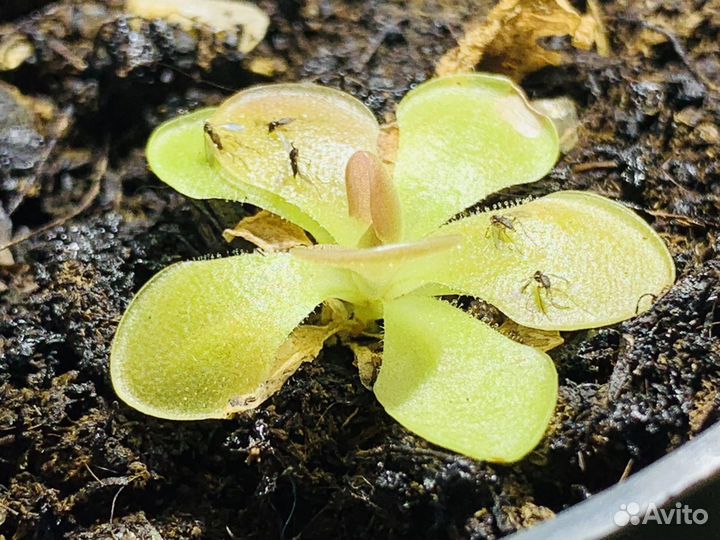 Хищное/насекомоядное растение Жирянка тина/везер