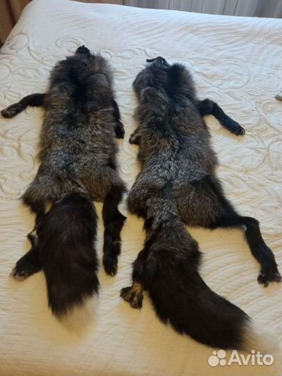 Привет. Шкурка чернобурая серебристая лисица