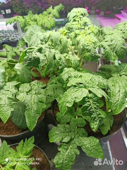 Рассада помидор