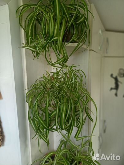 Хлорофитум кудрявый