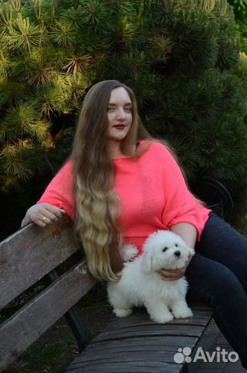 Супер порода Бишон Фризе