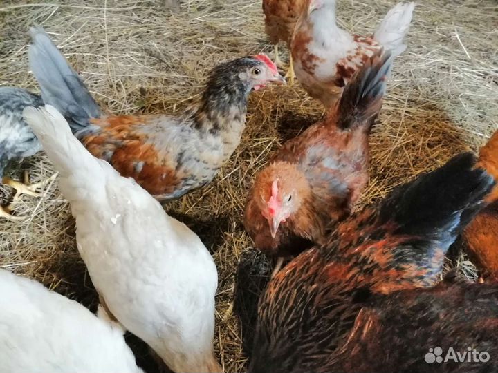 Куры молодки