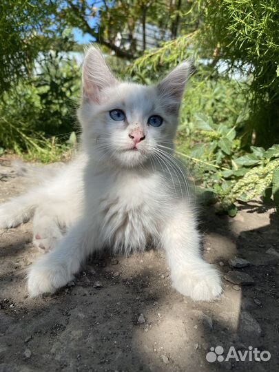 Котенок в добрые руки