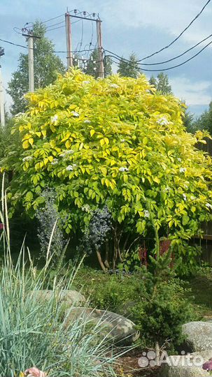 Бузина черная Аурея