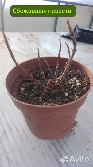 Гортензия крупнолистная Сбежавшая невеста