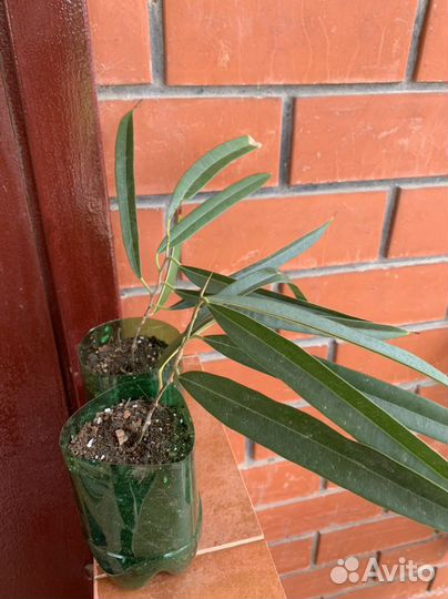 Фикусы 5 сортов