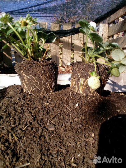 Профессиональной удобрение биоГумус