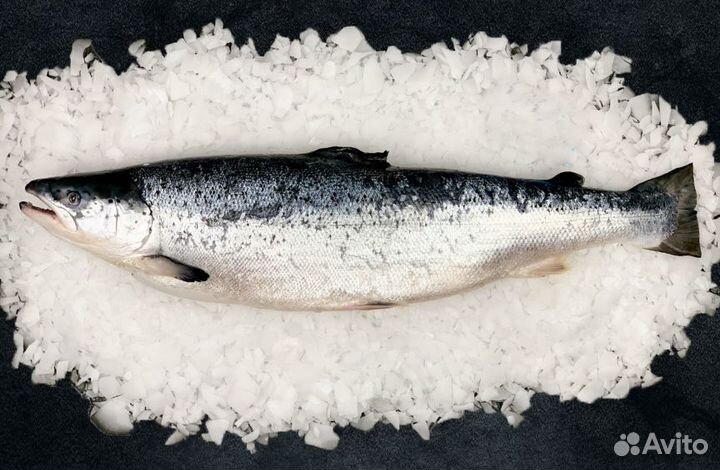 Лосось (Семга) свежемороженый