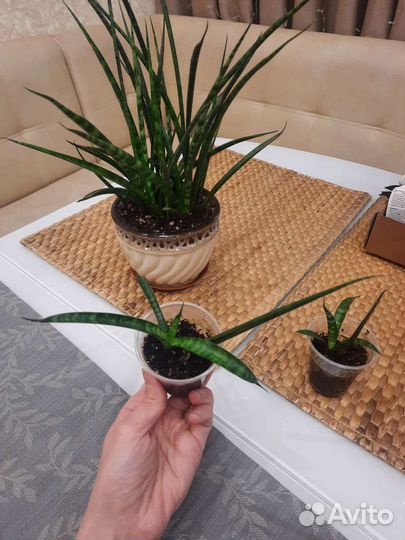 Сансевиерия цилиндрика