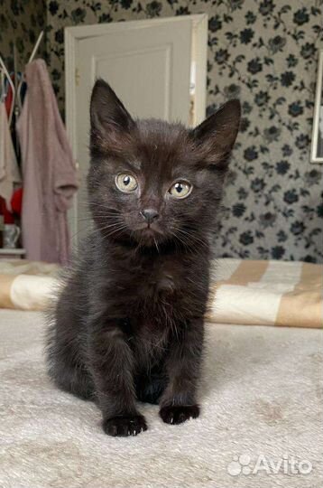 Котёнок девочка домашняя 2 месяца бесплатно