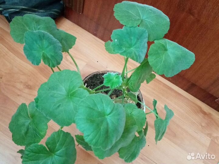 Диффенбахия