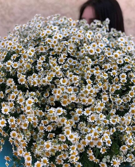 Ромашки Букет из ромашек доставка