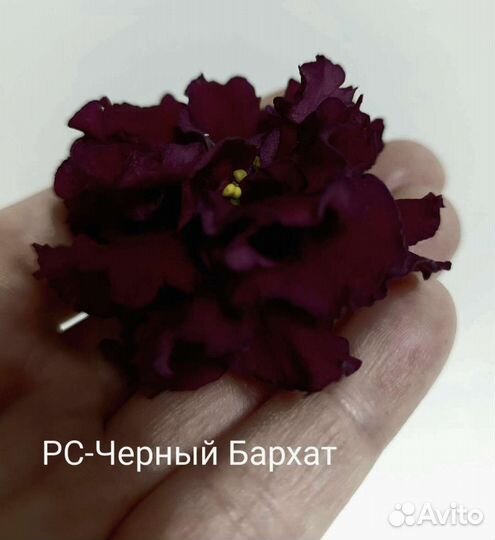 Фиалки укорененные листы новинки