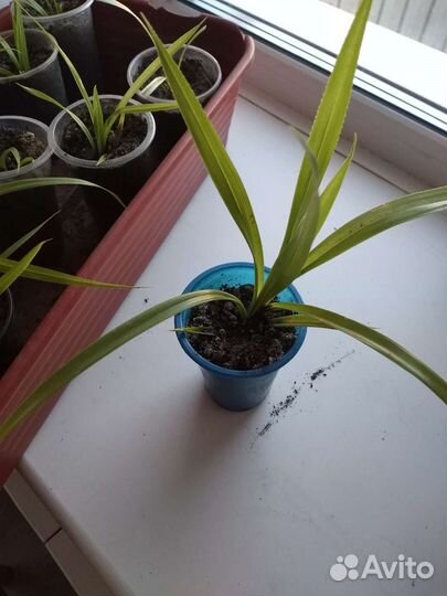 Пальма панданус