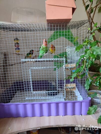 Попугай неразлучники с клеткой