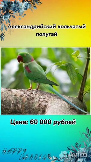 Попугай крупных пород