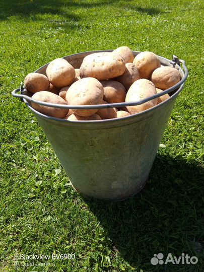 Продам картофель