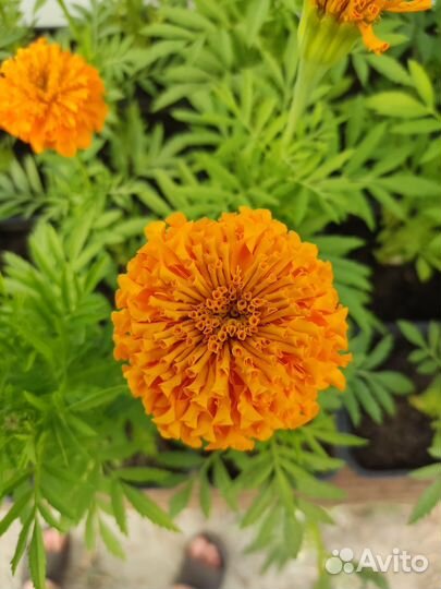 Саженцы Бархатцы зкс низкорослые