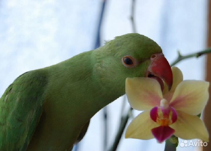 Кореллы,волнистые,амадины,ожереловые от заводчика
