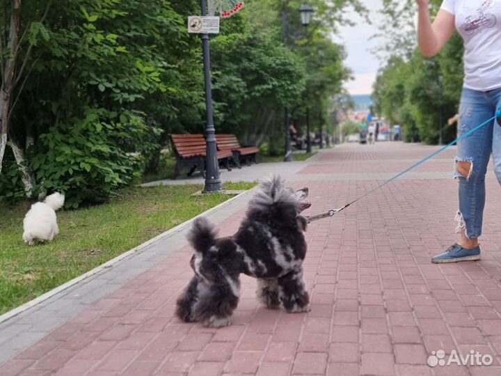 Пудель, мраморного окраса