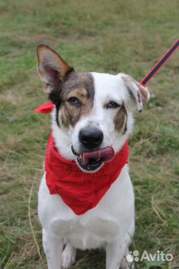 Собака в надёжные руки