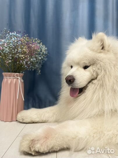 Фотосессия с самоедской собакой